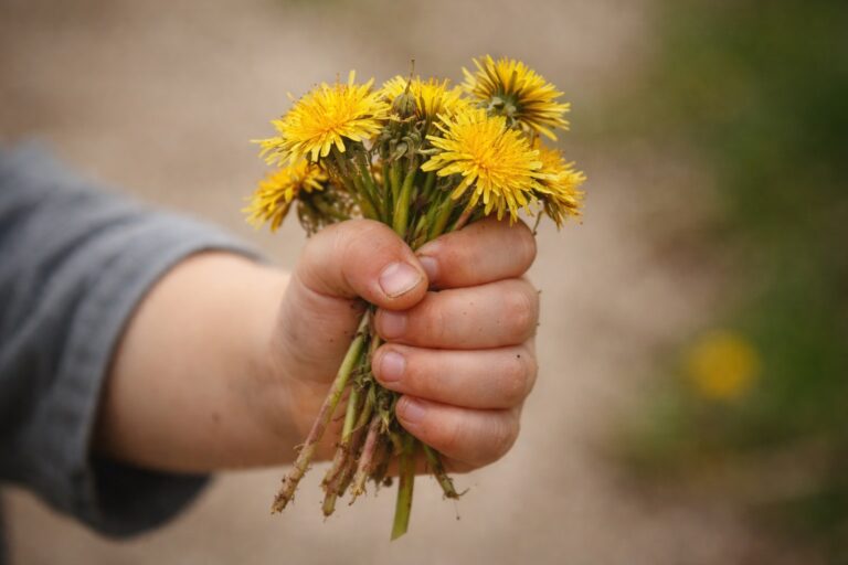 A child presents a fistful of freshly picked dandelions for Mother's Day